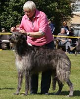 REGALFLIGHT PRINCEQUILLO OF PENHERALD